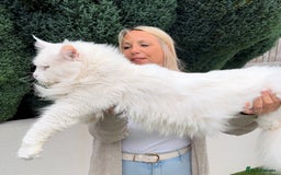 Maine Coon cats for sale: Outstanding pedigree Maine coons  - Image 21