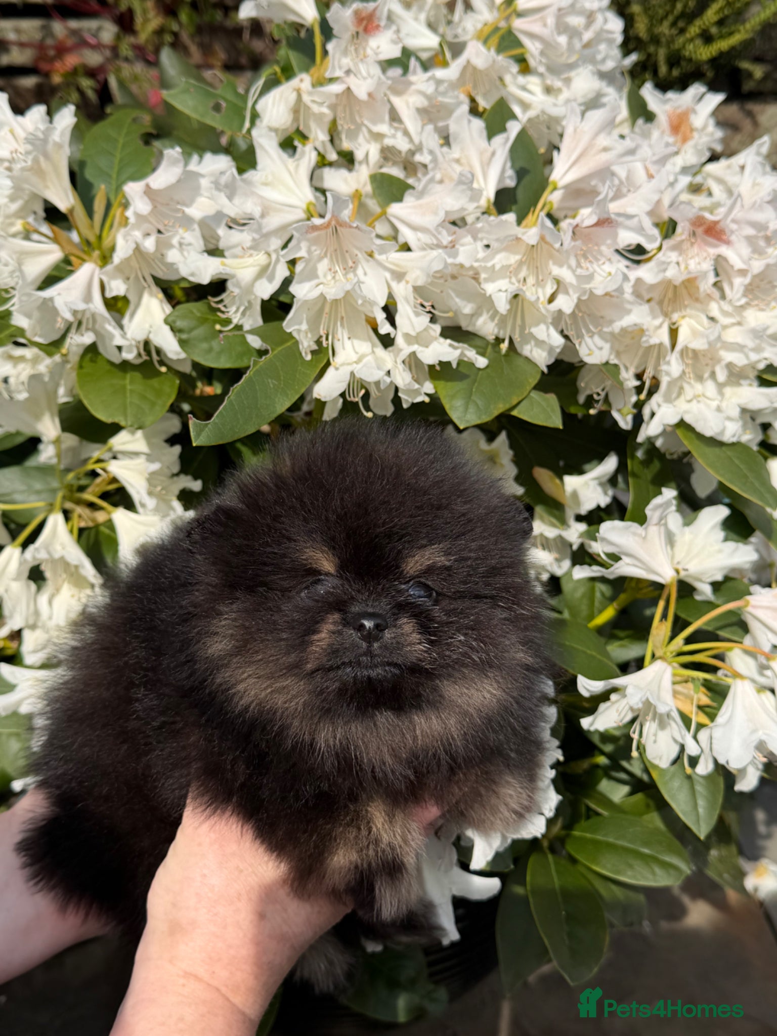 Pomeranian dogs for sale: Pomeranian puppies  - Advert 1