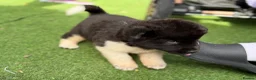 Japanese Akita Inu dogs for sale: Akita  - Advert 3