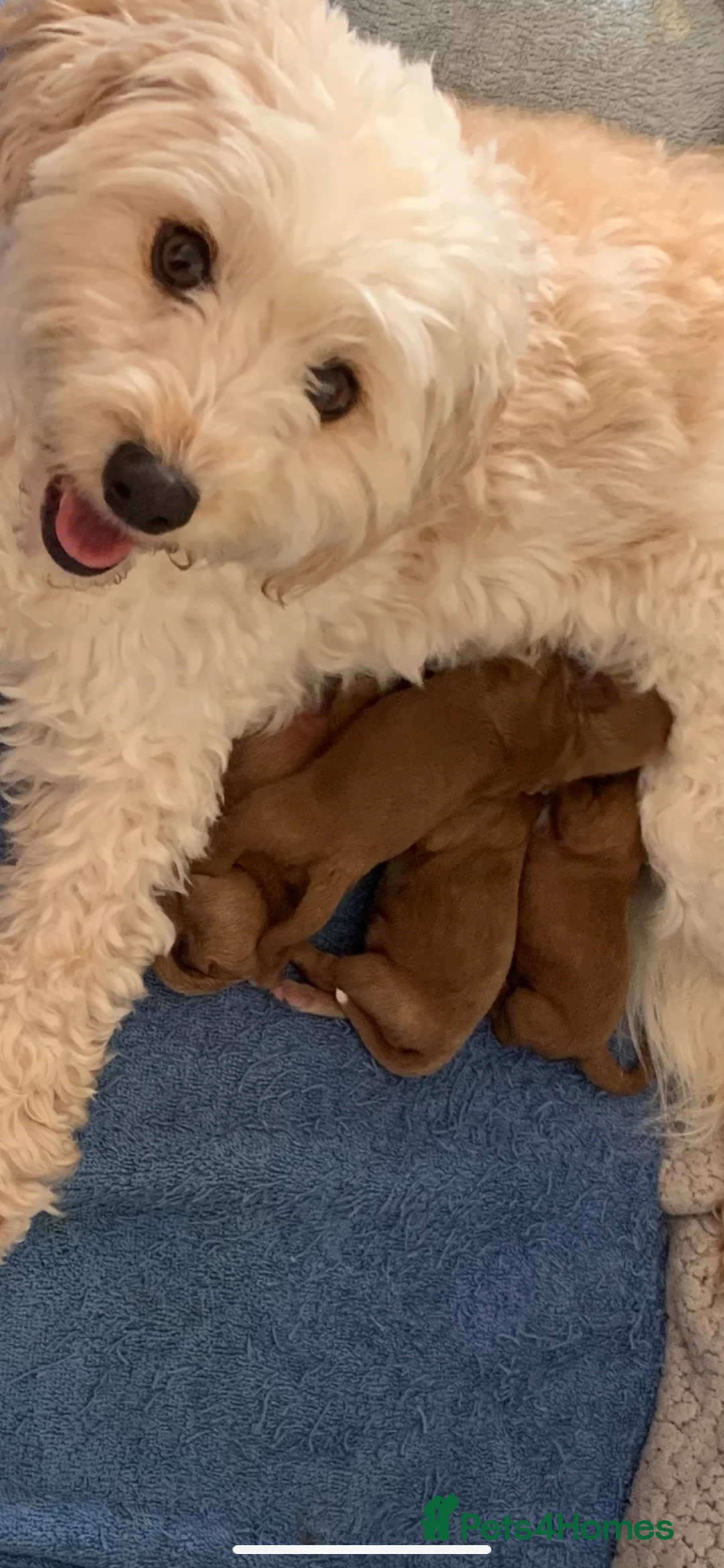 Cavapoo dogs for sale: Cavapoo  - Advert 2