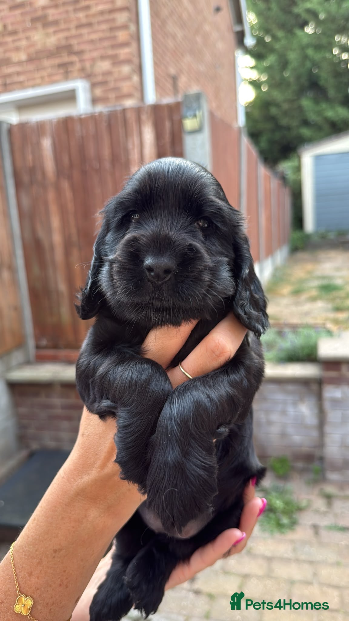 Cocker Spaniel dogs Show cocker spaniel  - Advert 2