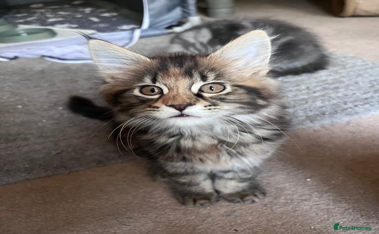 Maine Coon cats in Canterbury - Advert 5