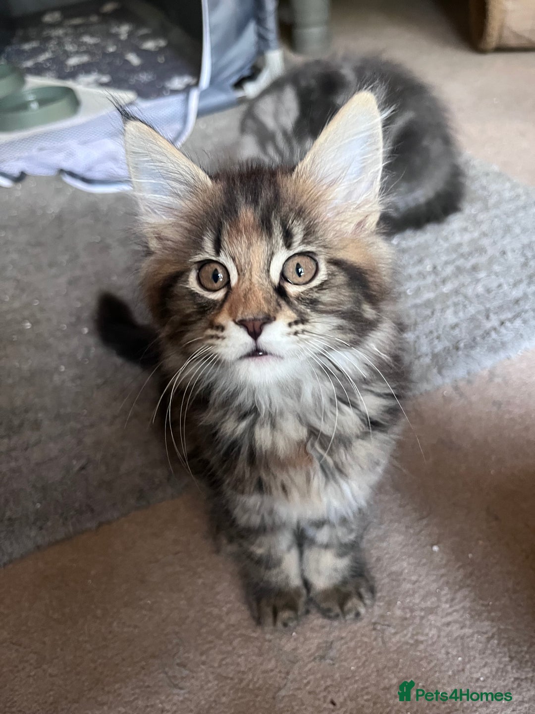 Maine Coon cats for sale: Maine coon x kittens for loving homes  in Canterbury - Image 1