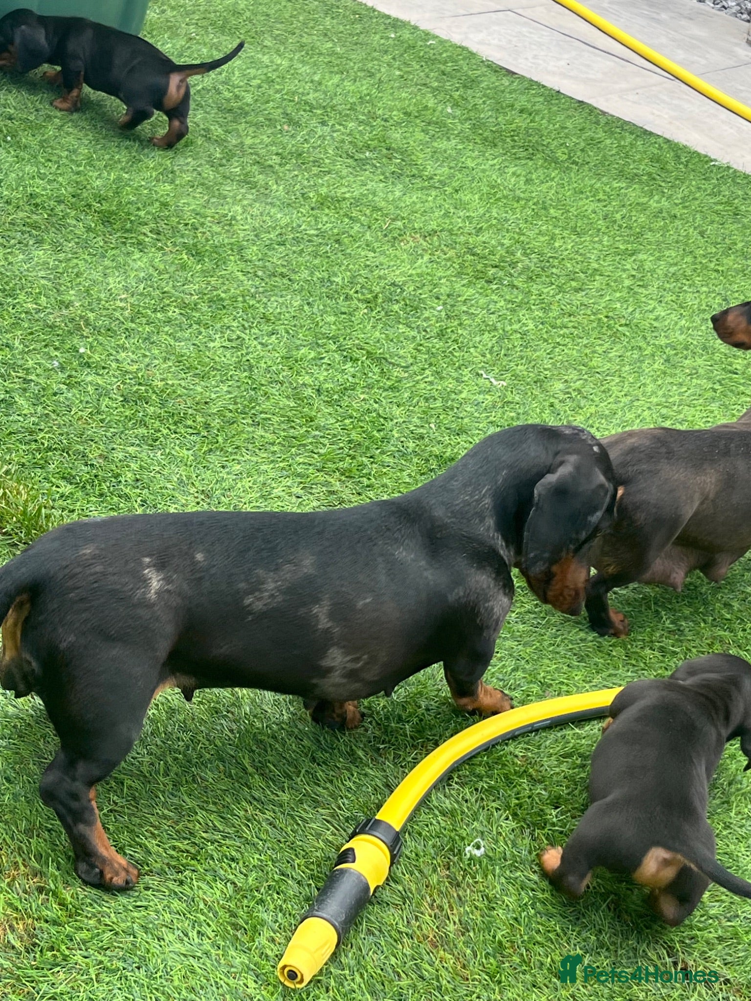 Miniature Dachshund dogs Mini dachshund boy - Advert 2