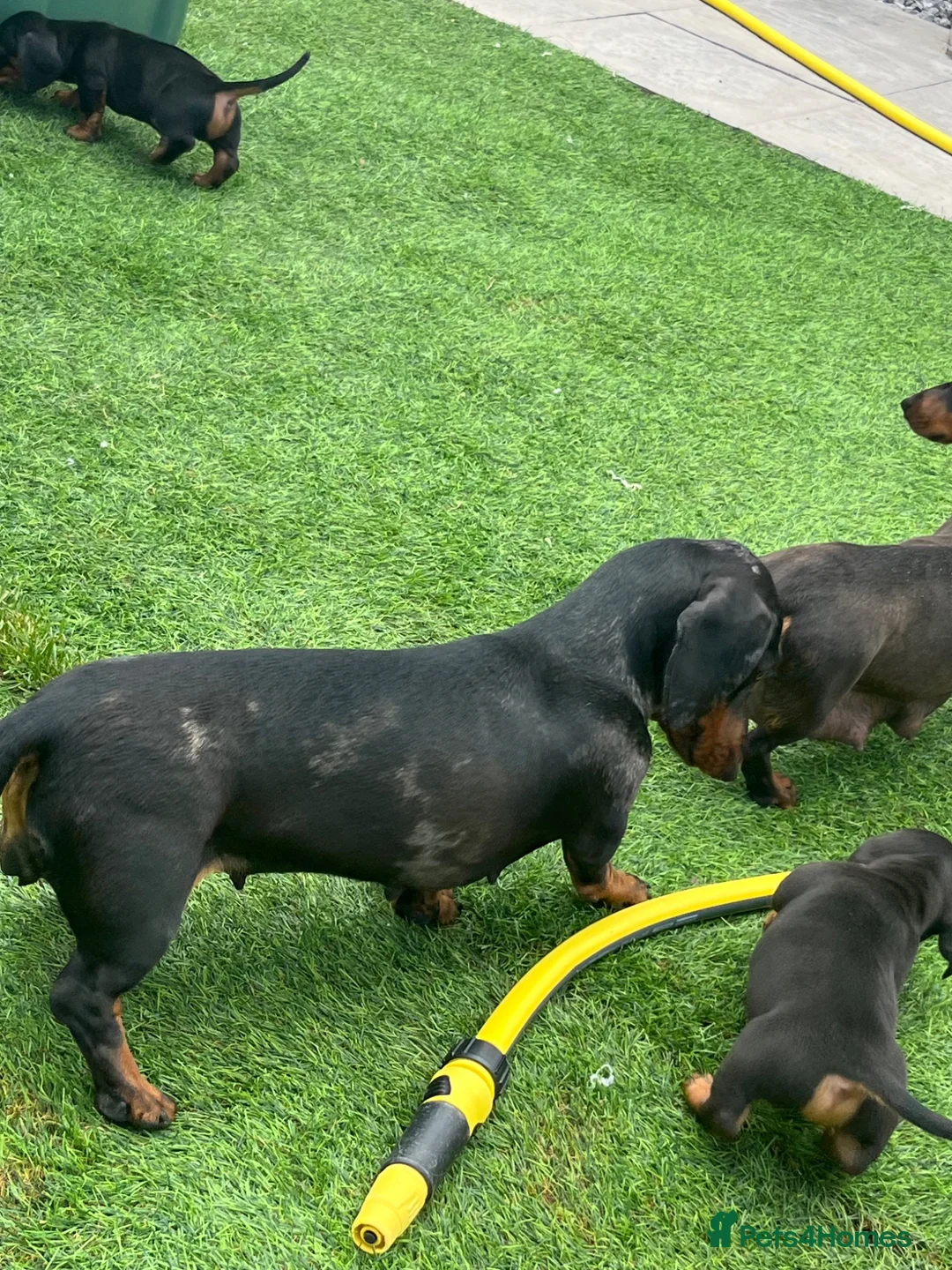 Miniature Dachshund dogs for sale: Mini dachshund boy in Coventry - Advert 1