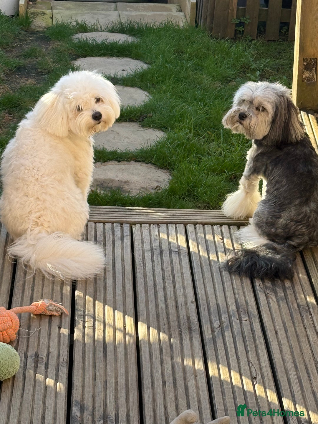 Bichon Frise dogs for sale: Bichion Frise 10months Girl - Image 3