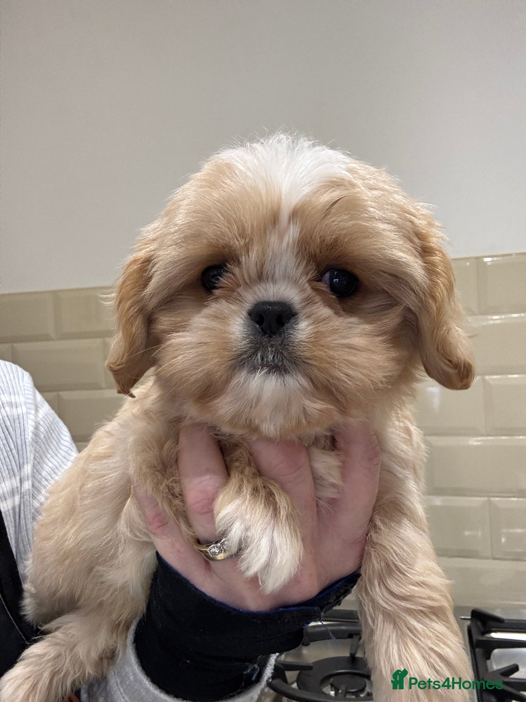 Shih Tzu dogs for sale: PLEASE READ THE DESCRIPTION  - Advert 13