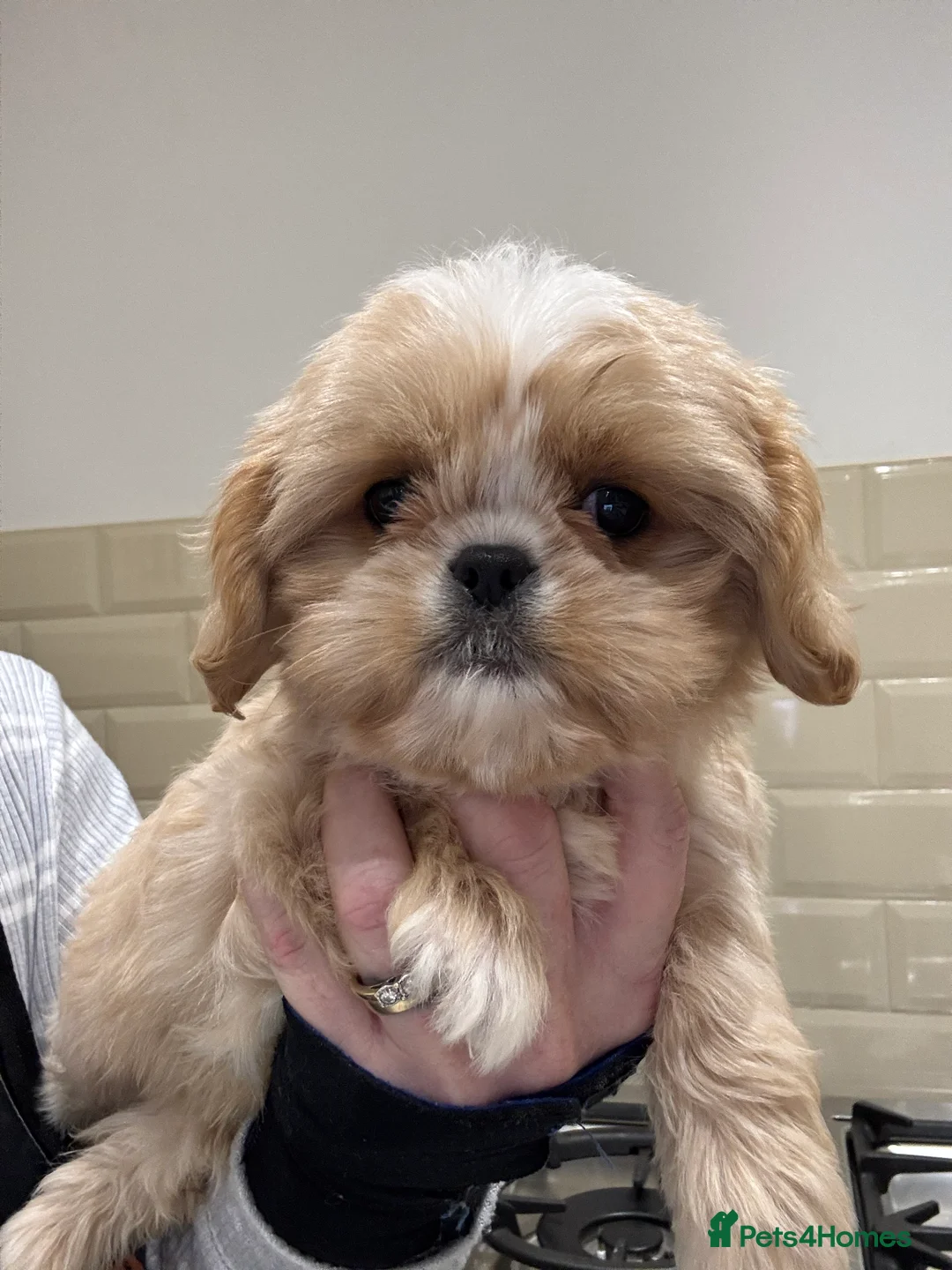 Shih Tzu dogs for sale: PLEASE READ THE DESCRIPTION  - Advert 13