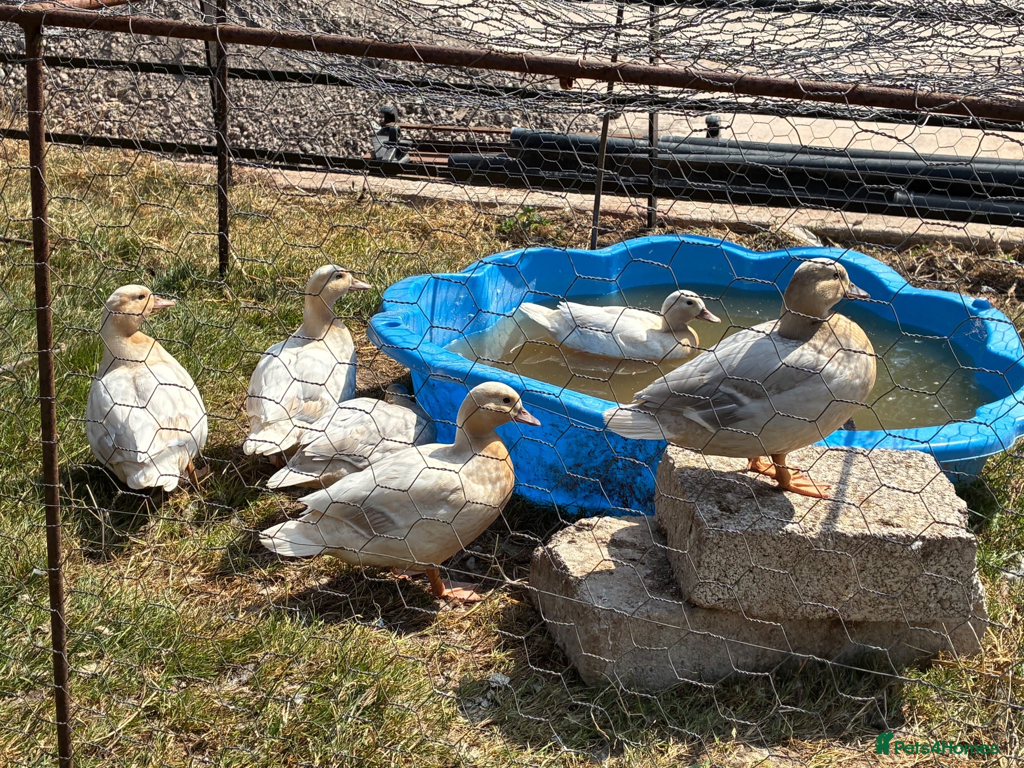 Ducks poultry Pair of pure bred apricot call ducks for sale - Advert 12
