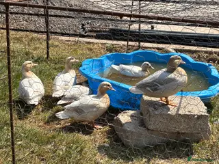 Ducks poultry Pair of pure bred apricot call ducks for sale - Advert 12
