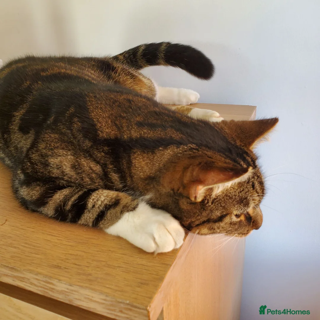 Domestic Shorthair cats for sale: Beautiful tabby 6 years old male cat  - Advert 5