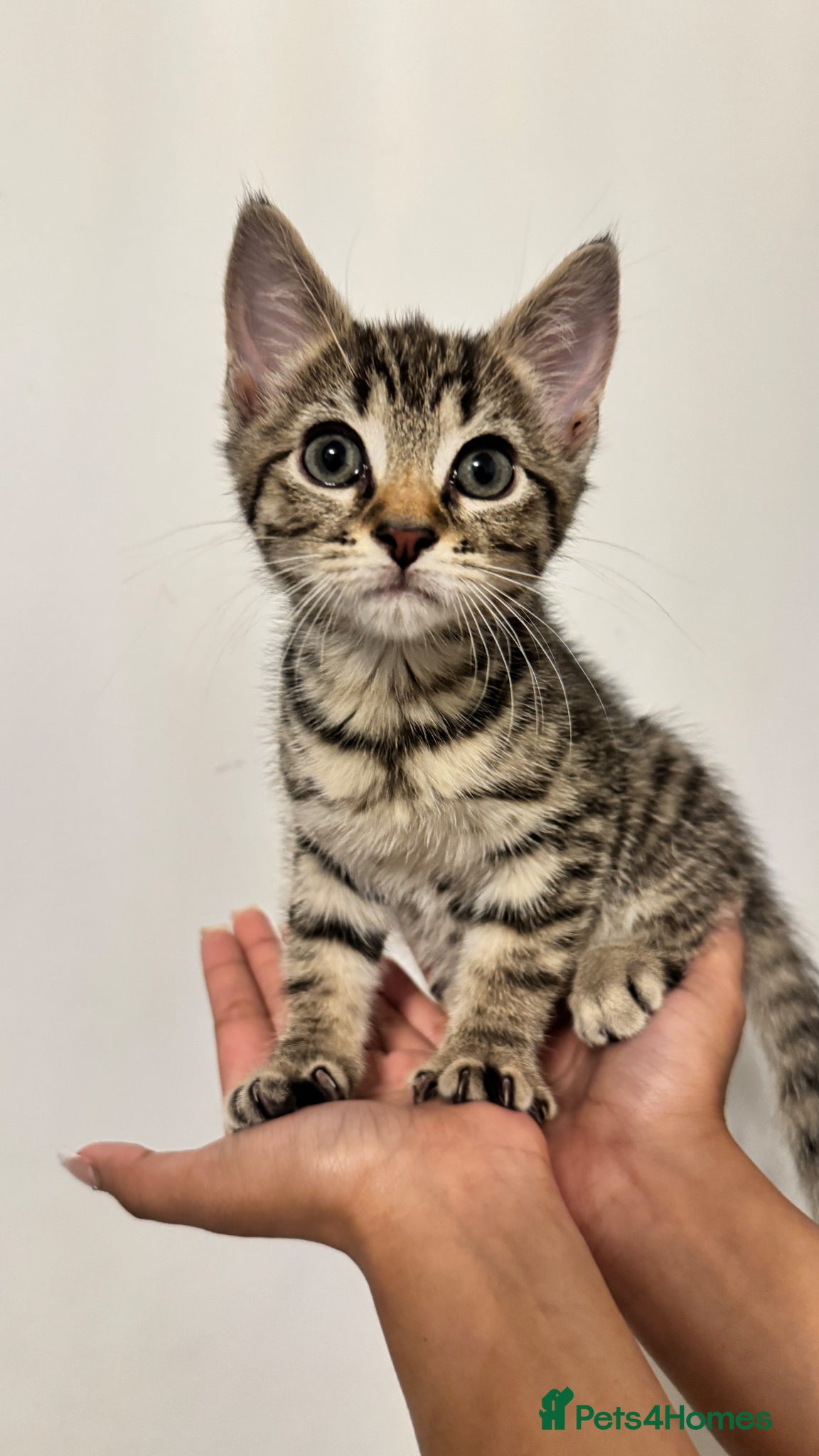 British Shorthair cats for sale: Tabby Kittens in London - Advert 3
