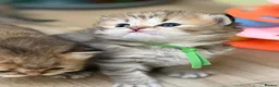British Longhair cats for sale: ⭐️GORGEOUS BRITISH LONGHAIR KITTENS ⭐️ - Advert 12