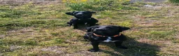 Springador dogs for stud: springador for stud in Kirkcaldy - Advert 2