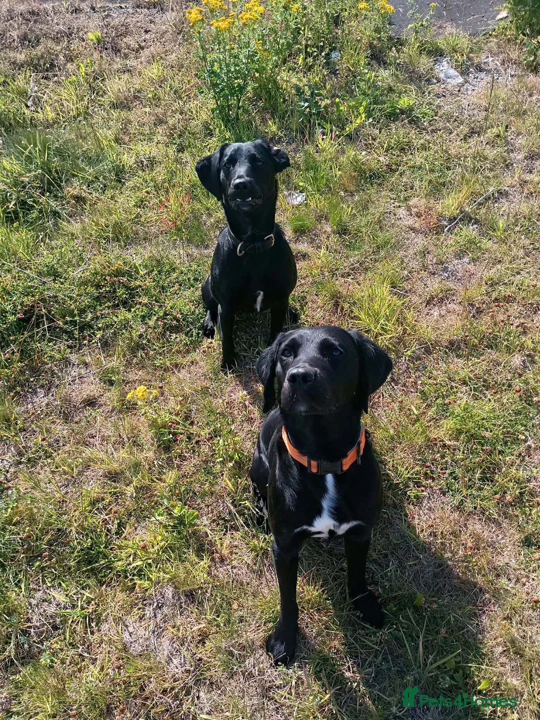 Springador dogs for stud: springador for stud in Kirkcaldy - Advert 2