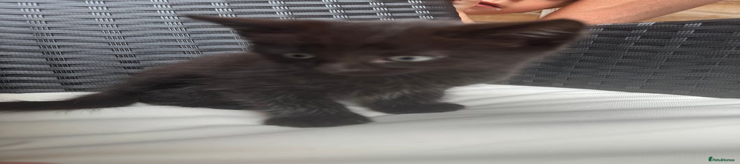 Mixed Breed Kitten 1