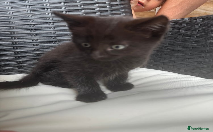 Mixed Breed cats - Advert 1
