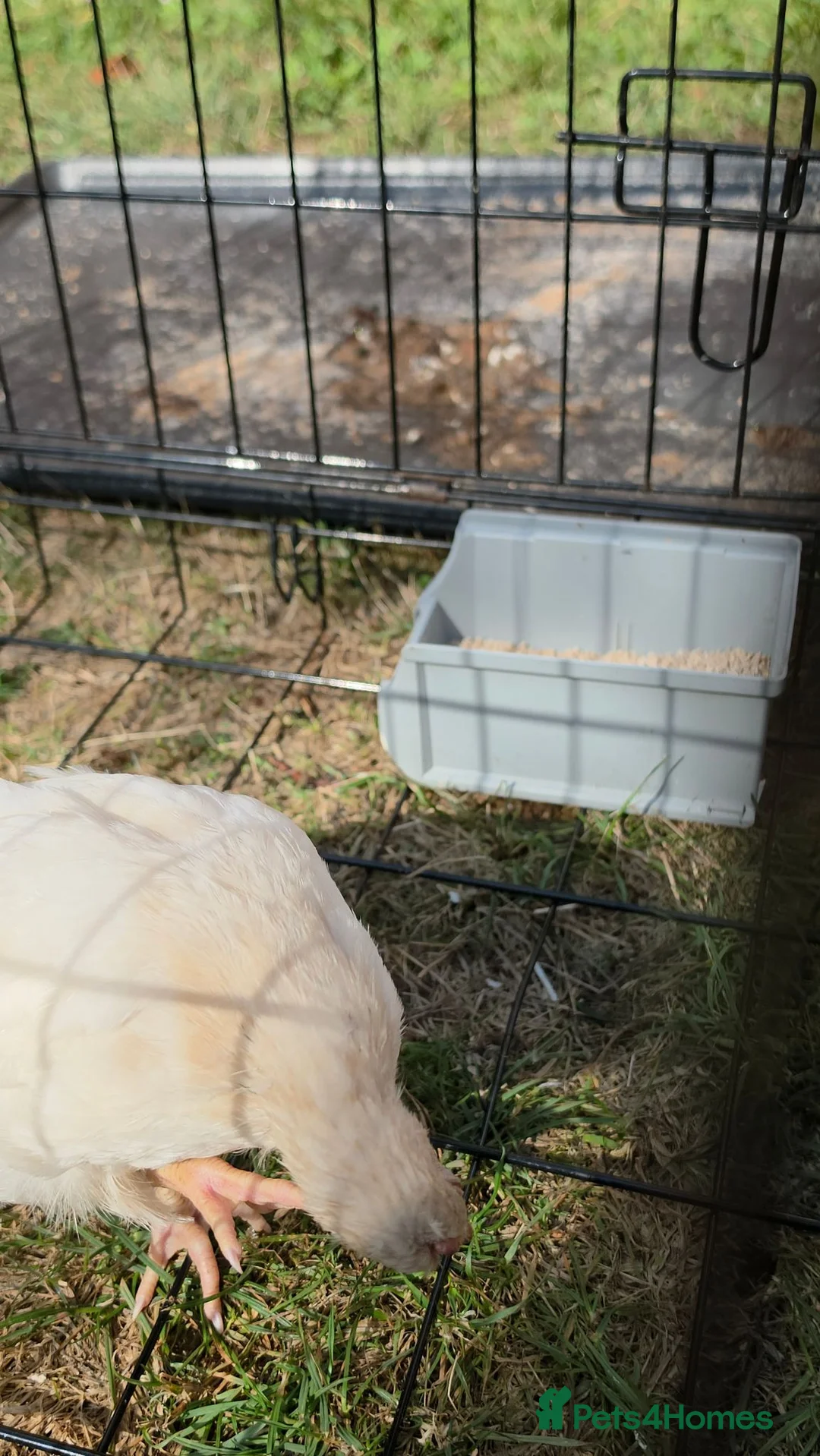 Chickens poultry for sale: Chicken white female  in Coventry - Advert 2
