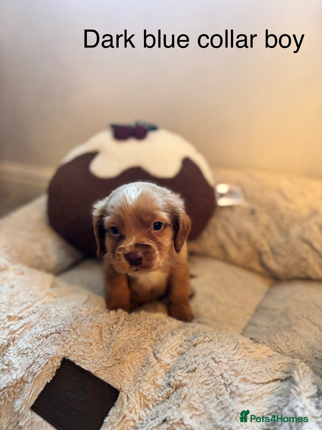 Sprocker dogs for sale: 🐾5 beautiful F1B sprocker spaniels - Advert 15