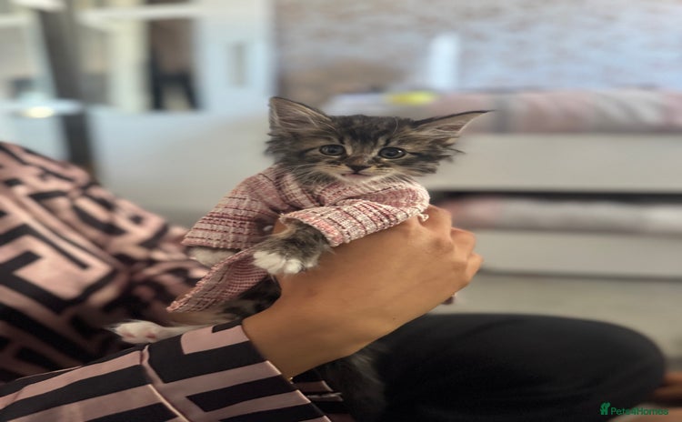 Maine Coon cats - Advert 7