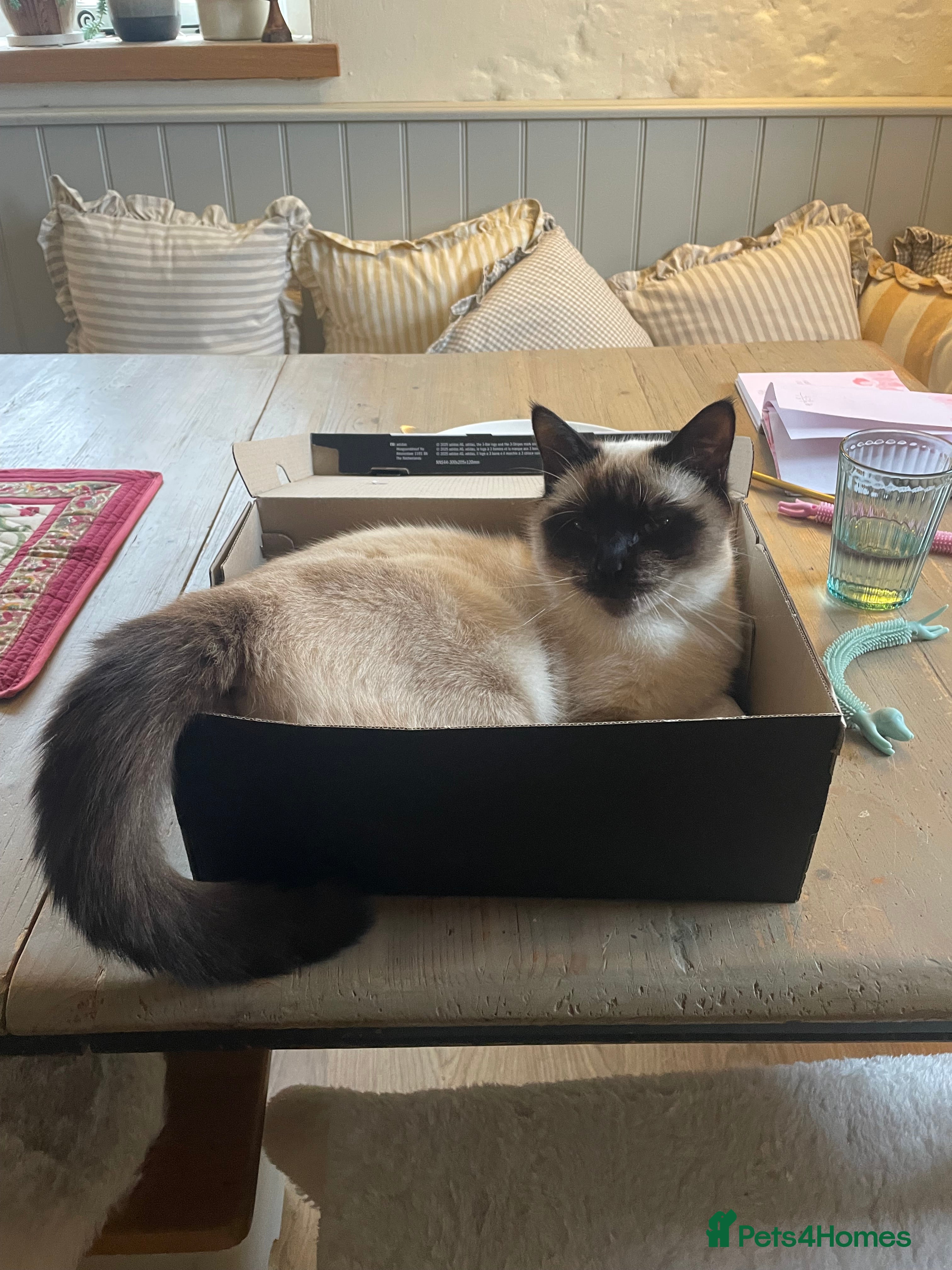 Mixed Breed cats Missing our beautiful Iris - Advert 3