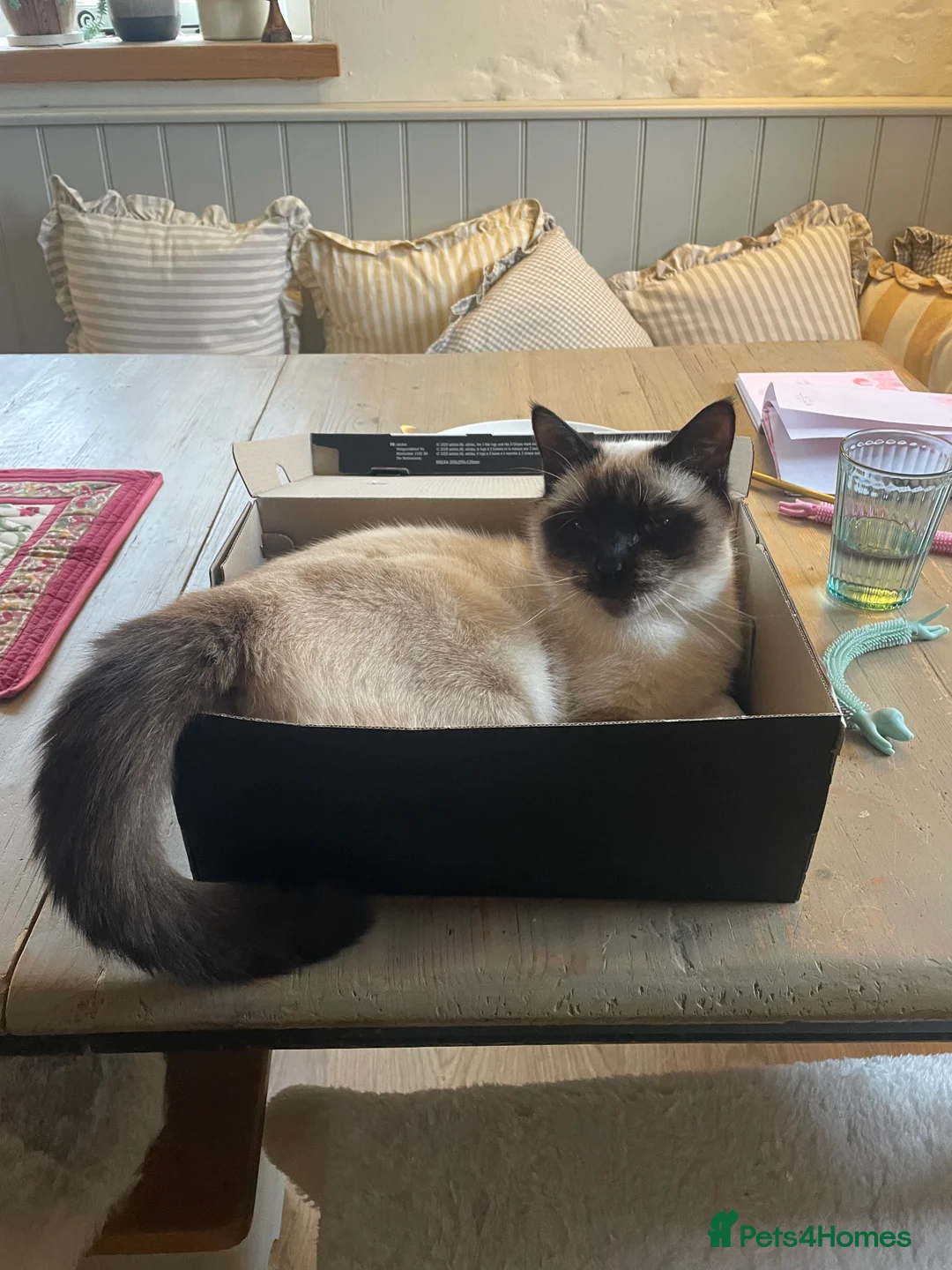 Mixed Breed cats for sale: Missing our beautiful Iris - Advert 1