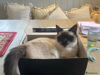 Mixed Breed cats Missing our beautiful Iris - Advert 3