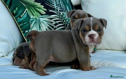 English Bulldog dogs for sale: Champion Bloodlines KC British Bulldogs - Image 19