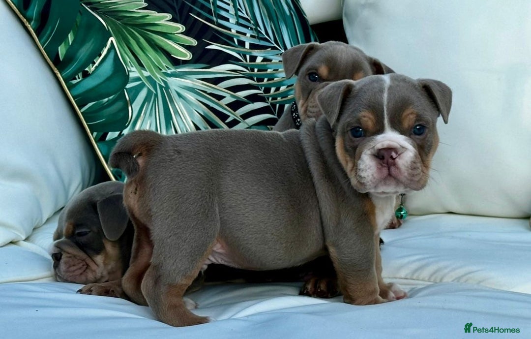 English Bulldog dogs for sale: Champion Bloodlines KC British Bulldogs - Image 19