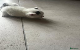 Domestic Shorthair cats for sale: Female kittens - Image 18