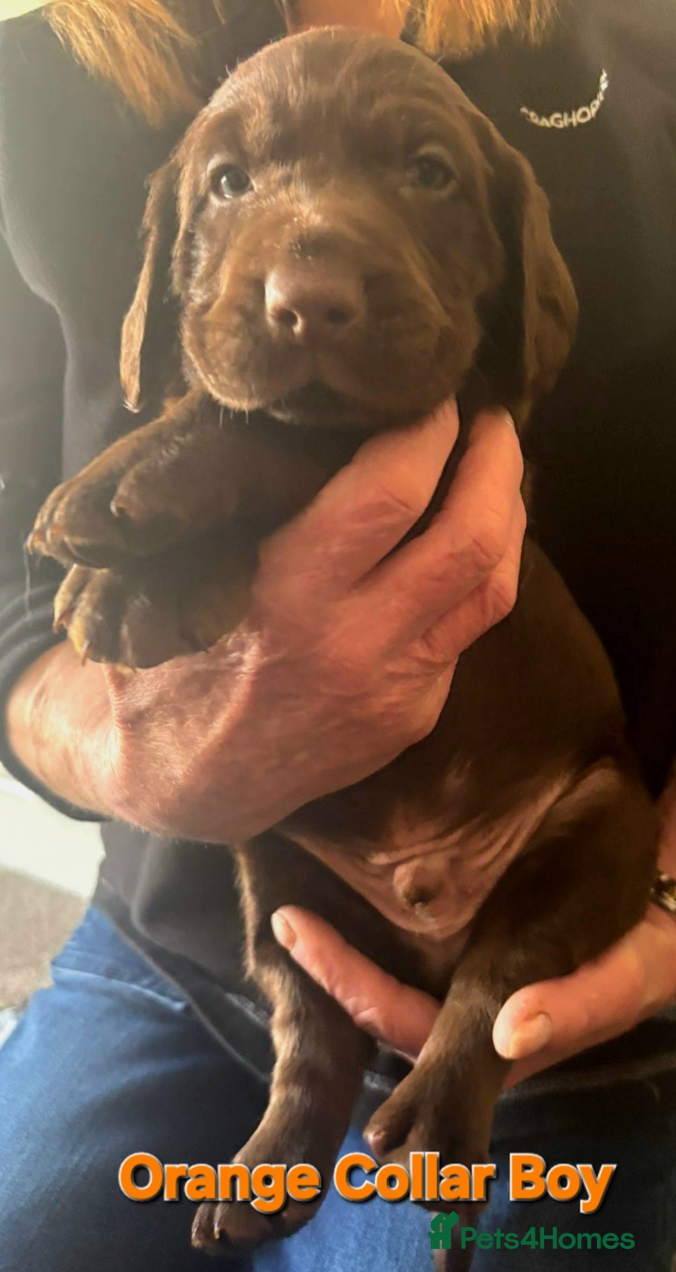 Springador dogs Beautiful Springador Puppies  - Advert 2