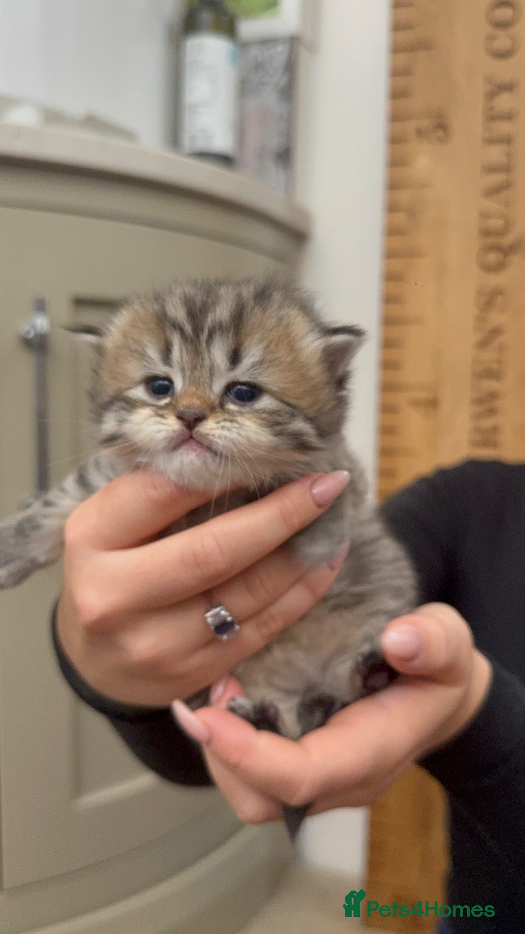 Scottish Fold cats 🩷Scottish fold x kittens 🩷 - Advert 1