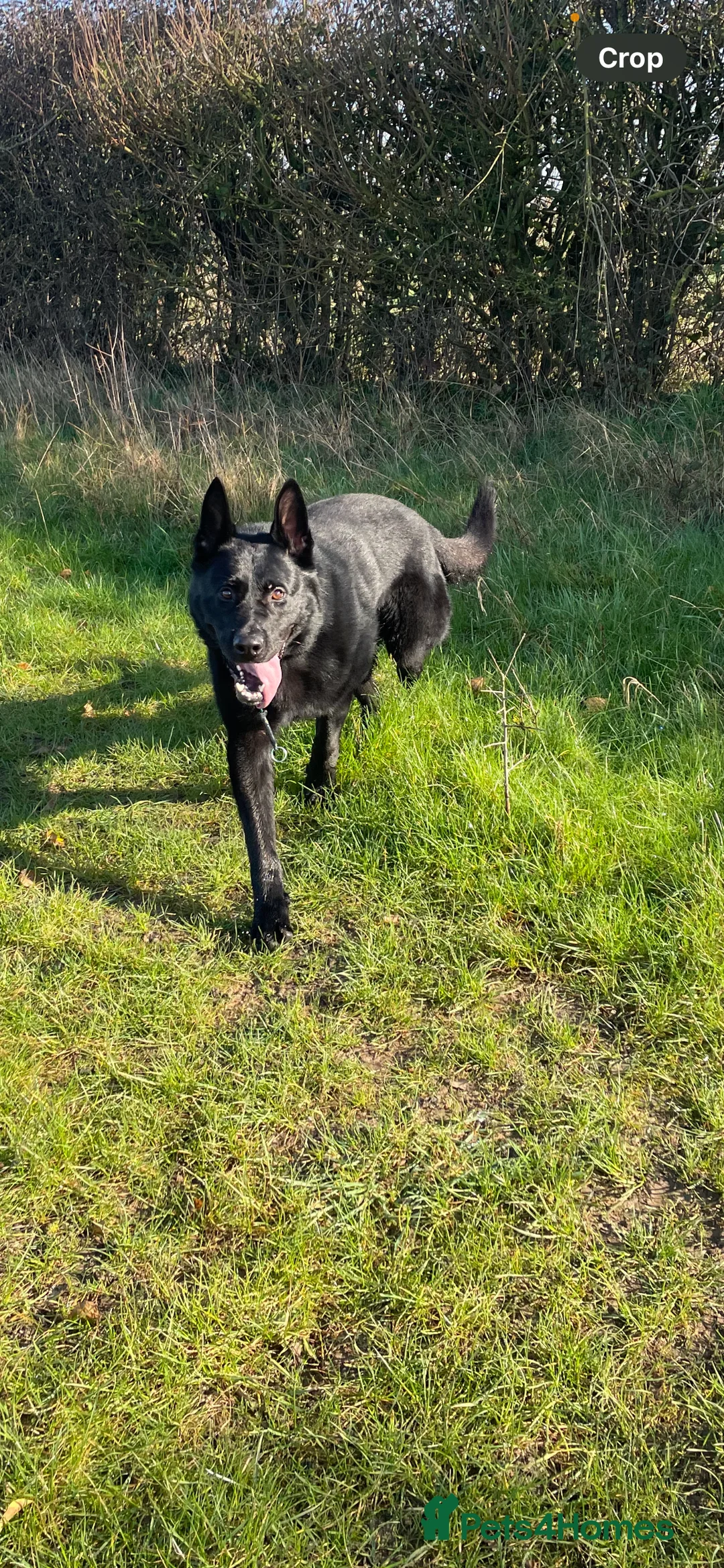 German Shepherd dogs for sale: Working bred German Shepherd  - Advert 1