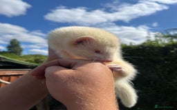 Ferret rodents for sale: 3 X FREE HOB KITS - Image 3