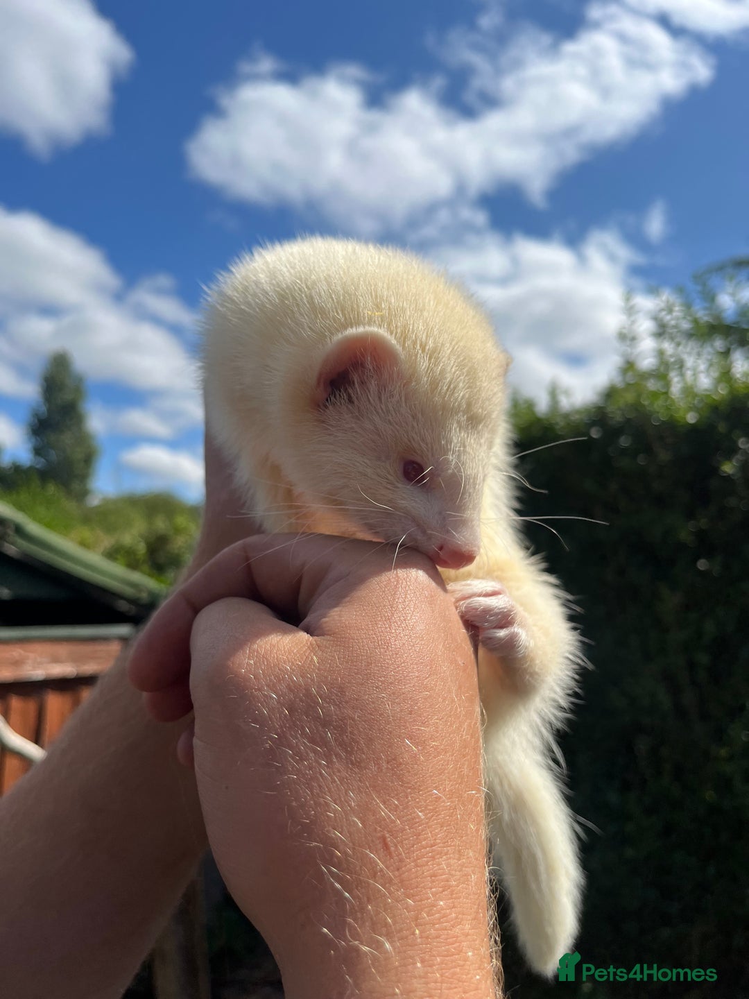 Ferret rodents for sale: 3 X FREE HOB KITS - Image 3