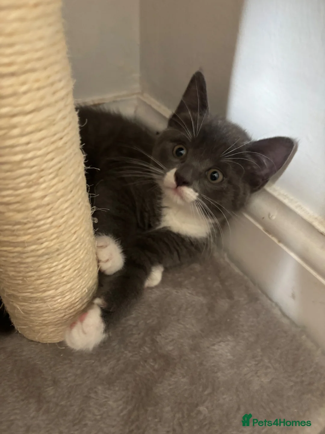 Mixed Breed cats for sale: 2 female kittens  - Advert 10