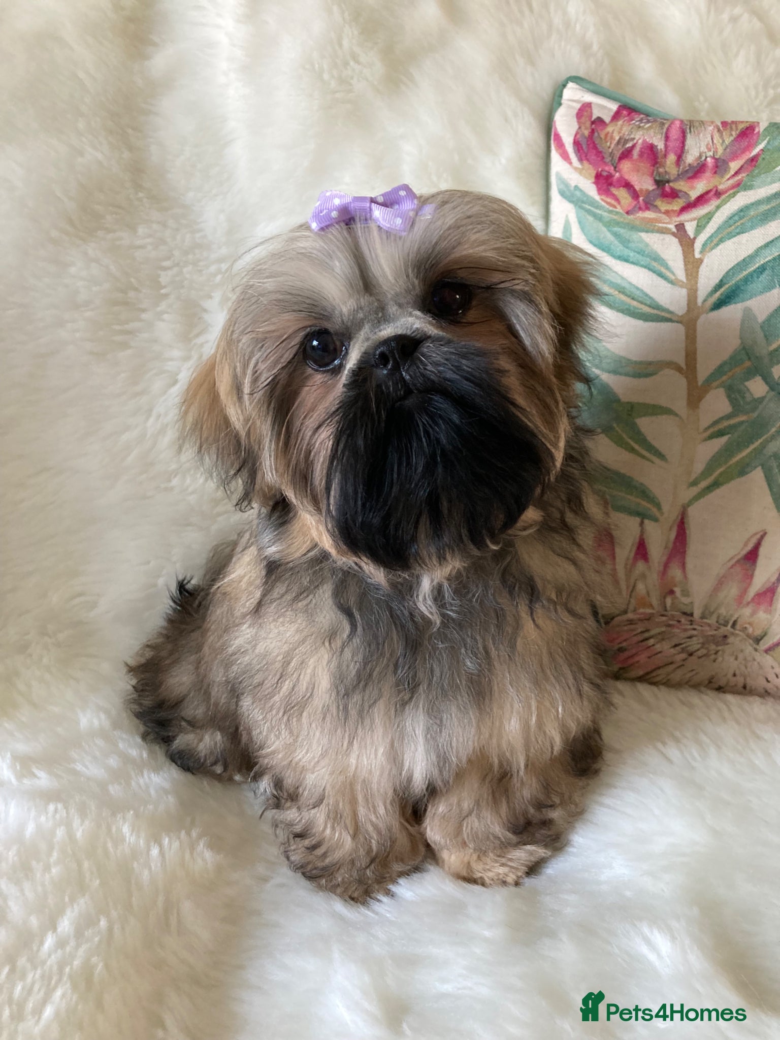 Shih Tzu dogs AMERICAN IMPERIAL SHIH TZU GIRL - Advert 6