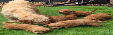 Cockapoo 3