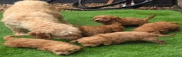 Cockapoo dogs for sale: Cockapoo Puppies - Ready Now - Advert 2