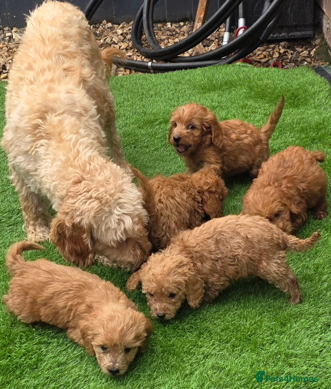 Cockapoo dogs for sale: Cockapoo Puppies - Ready Now - Advert 2