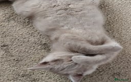 British Shorthair cats for sale: READY NOW Beautiful British Shorthair Kittens - Image 16