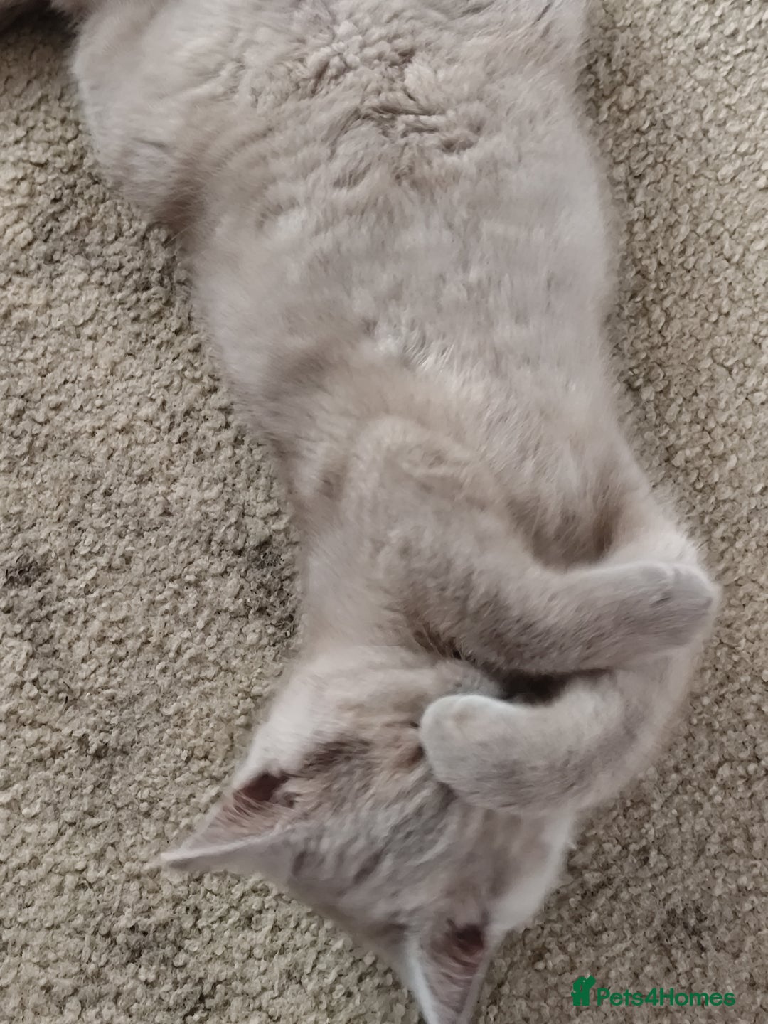British Shorthair cats for sale: READY NOW Beautiful British Shorthair Kittens - Image 16