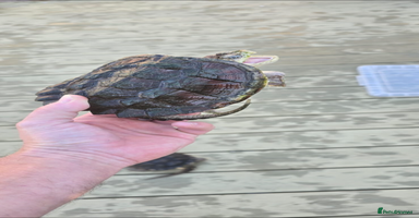 Turtle reptiles - Advert 7
