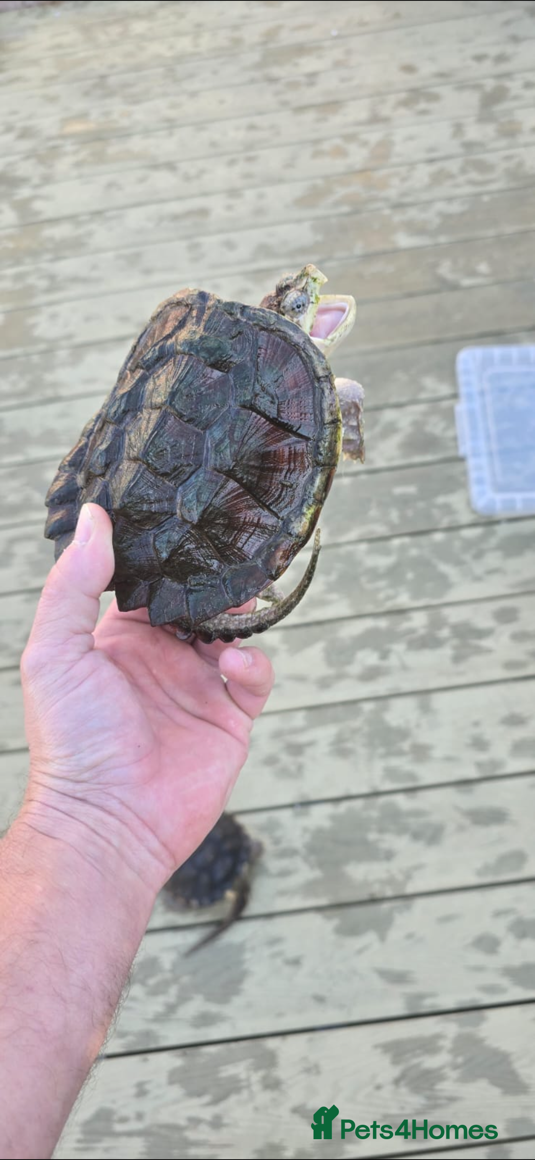 Turtle reptiles for sale: Common snapping turtle  - Image 3