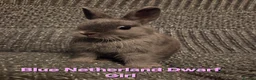 Netherland Dwarf rabbits for sale: Himalayan Netherland Dwarf BOY & Blue GIRL - Advert 8