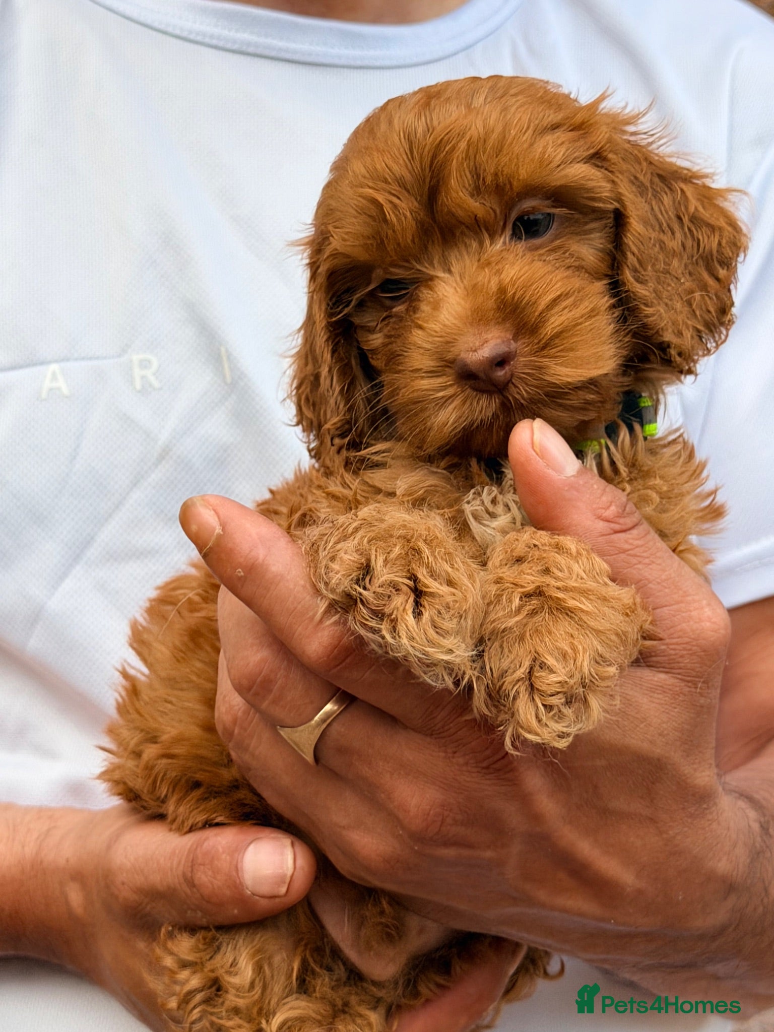 Cockapoo dogs F1 Cockapoo Pups Ready to go if you are Ready  - Advert 1