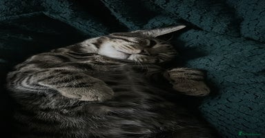 Bengal cats - Advert 2