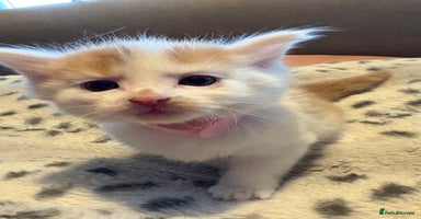 Mixed Breed cats - Advert 10