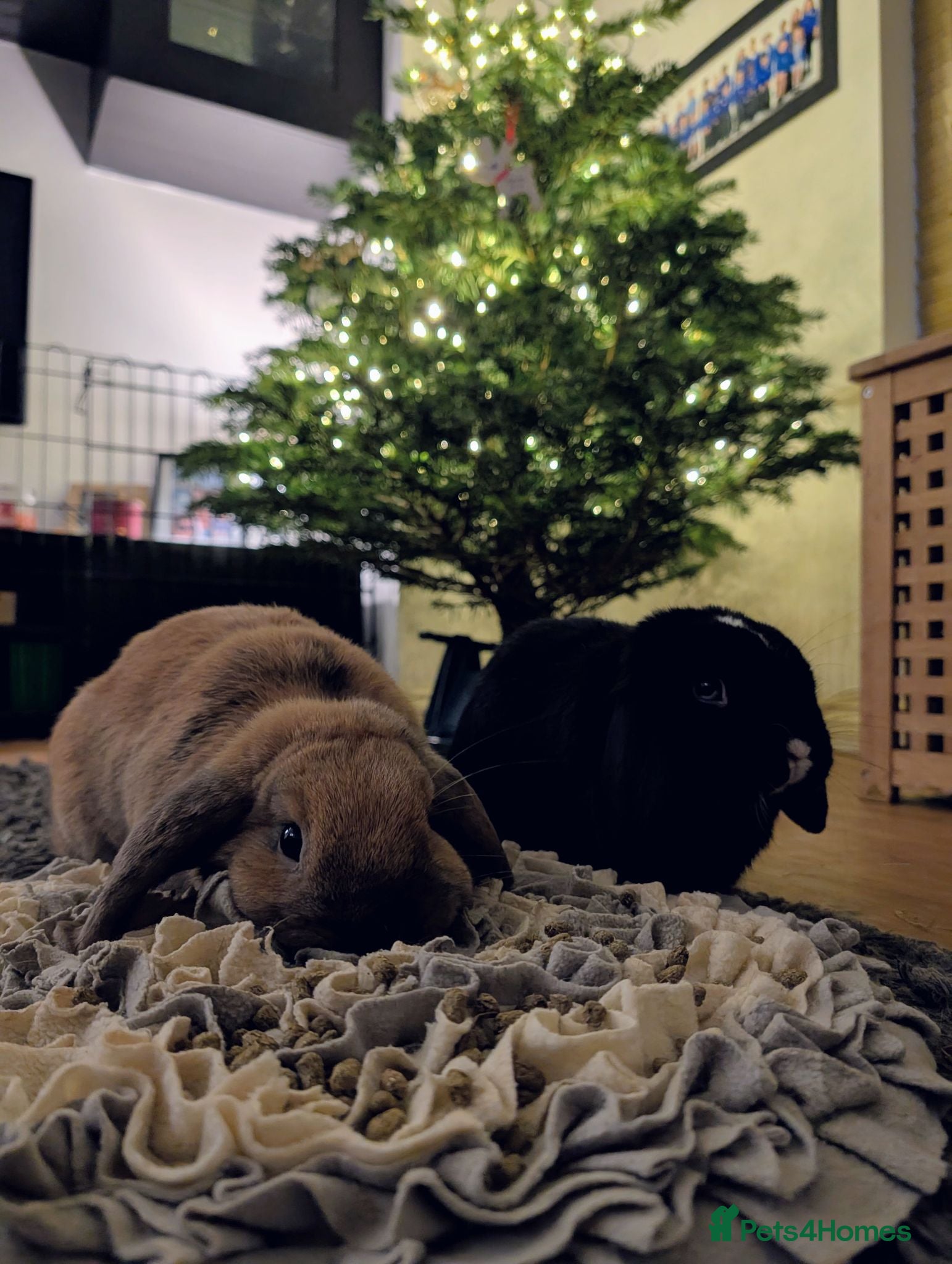 Dwarf Lop rabbits Male and female bonded rabbits - Advert 7