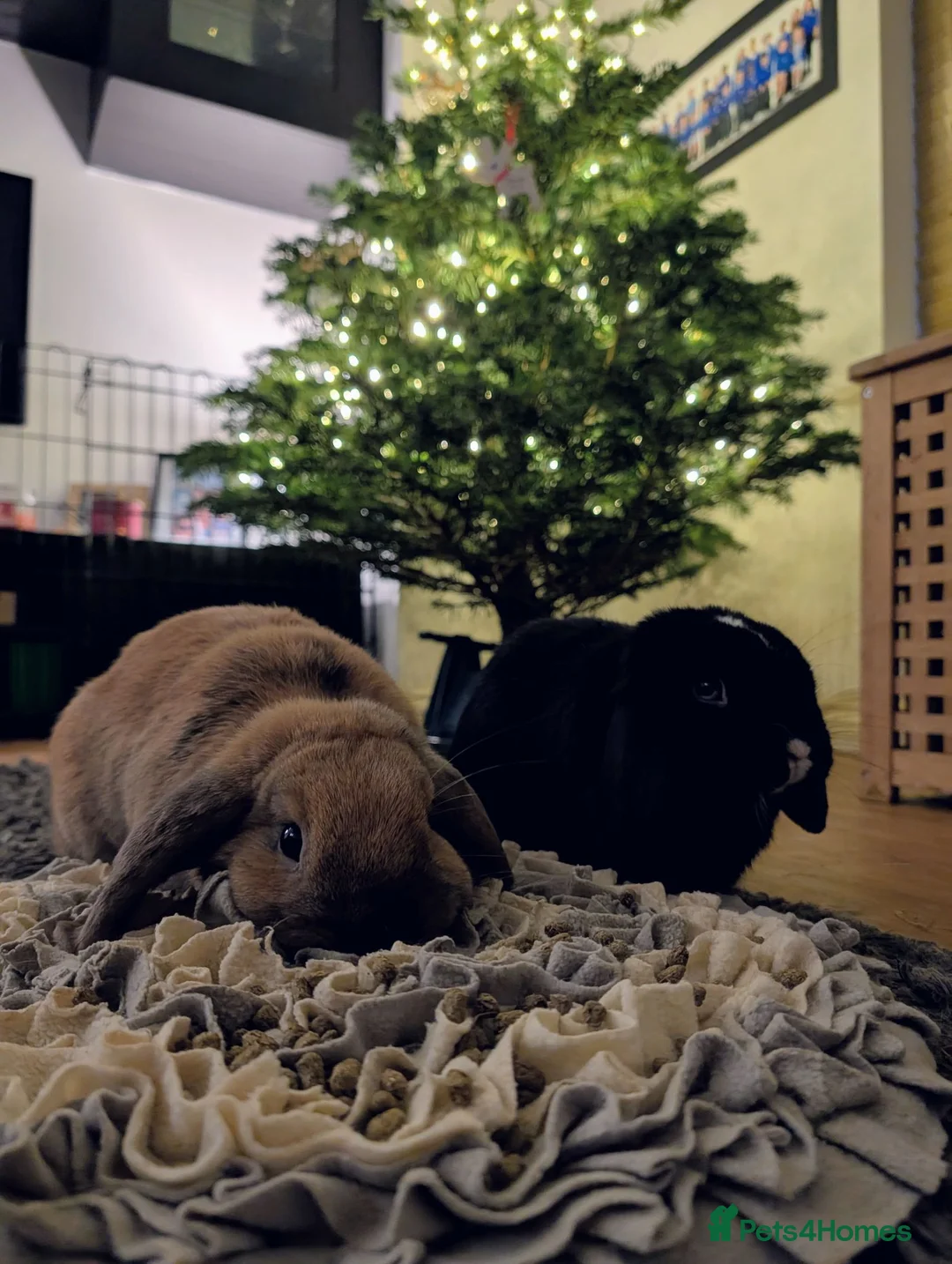 Dwarf Lop rabbits for sale: Male and female bonded rabbits - Advert 1